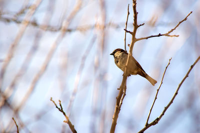 Low angle view of bird perching on branch