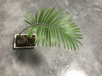 High angle view of potted plant on floor