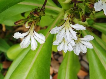 Close-up of white flower