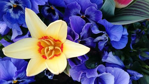 Close-up of purple flower