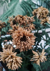 Close-up of wilted flowering plant