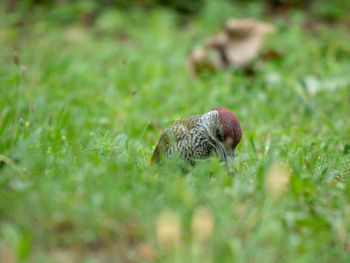 Close-up of a bird on grass