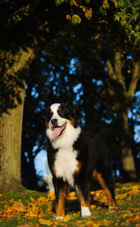 Full length of dog standing on field during sunny day