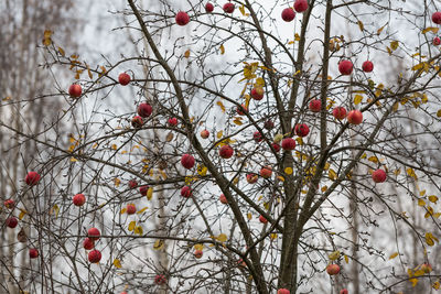 Red berries on tree