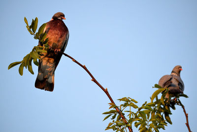 Low angle view of bird perching on branch against sky