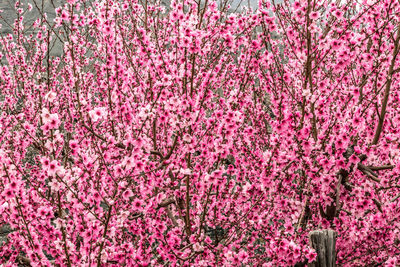 Pink flowers blooming on tree