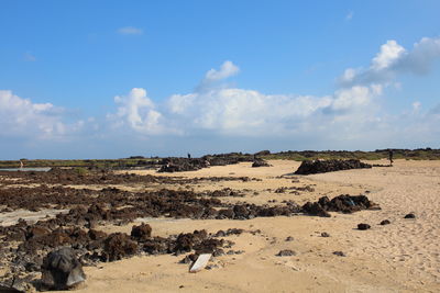 View of sheep on land against sky