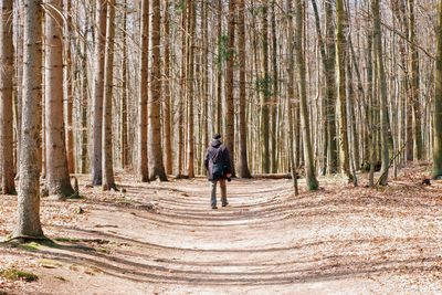 Full length rear view of man walking in forest