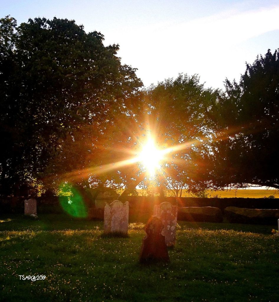 plant, sky, tree, sunlight, sun, sunset, nature, field, land, tranquility, grass, tranquil scene, no people, growth, beauty in nature, sunbeam, lens flare, green color, scenics - nature, outdoors, streaming