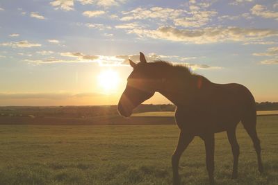 Horse standing on field against sky during sunset