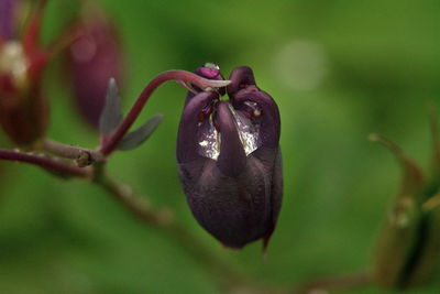 Close-up of flower against blurred background