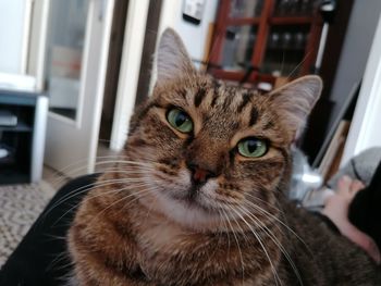 Close-up portrait of a cat at home