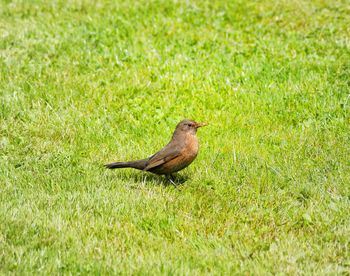 Bird on grassy field