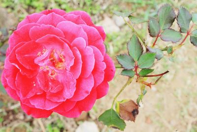 Close-up of pink flower blooming outdoors