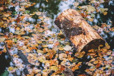 High angle view of autumn leaf on rock