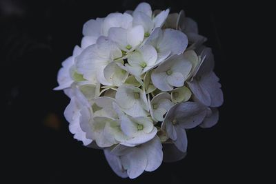 Close-up of hydrangea blooming against black background