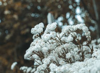 Close-up of frozen plants during winter