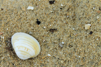 Close-up of seashell on sand
