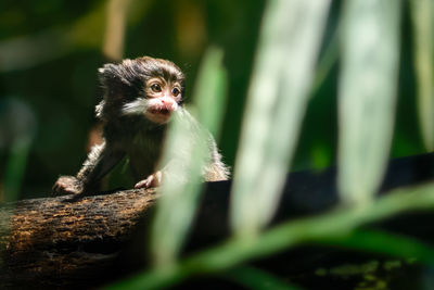 Close-up of monkey