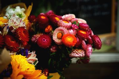 Close-up of red flowers