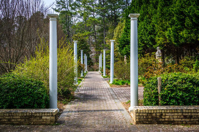 Narrow pathway along trees