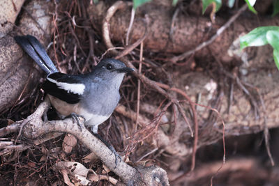 Close-up of bird perching on a tree