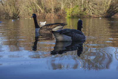 Swans swimming in lake