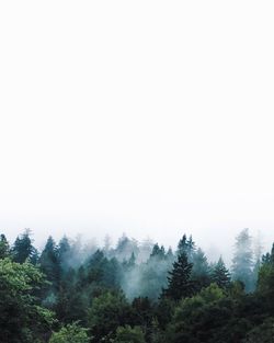 Pine trees in forest during foggy weather