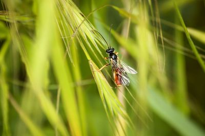 Close-up of insect on grass