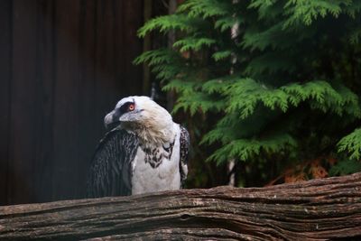 Bird perching on a tree