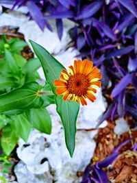 Close-up of flower blooming outdoors