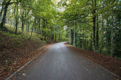 Surface level of road amidst trees in forest