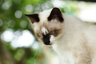 Close-up of cat