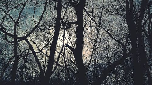 Low angle view of bare trees against sky