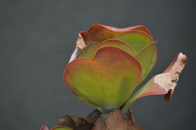 Close-up of flower
