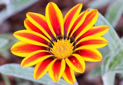 Close-up of yellow flower blooming outdoors