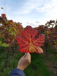 Close-up of hand holding maple leaves during autumn