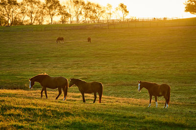 Horses on field