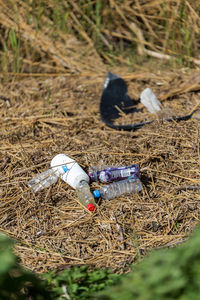 High angle view of bird on field