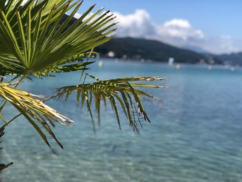 Close-up of plant against sea