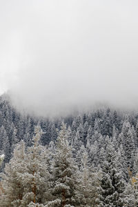 Trees in foggy weather