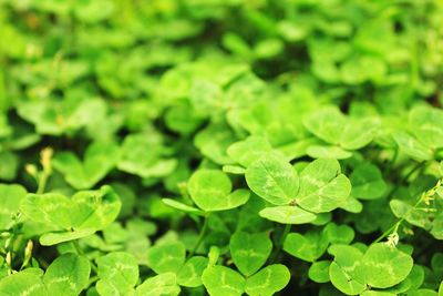 Full frame shot of green leaves