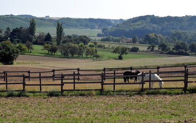 Scenic view of agricultural field