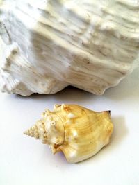 Close-up of food
