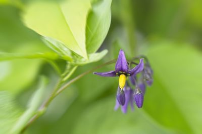 Close-up of purple flowering plant