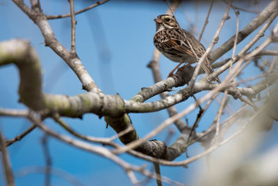 Low angle view of bird perching on branch