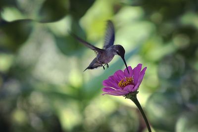 Hummingbird flying over pink zinnia flower