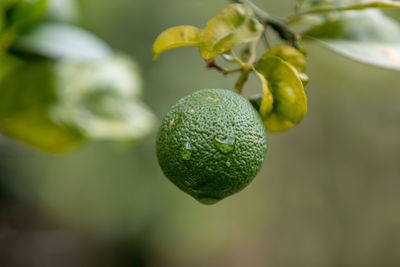 Close-up of fruit