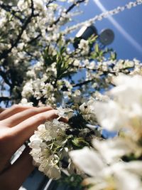 Close-up of white flowers on tree