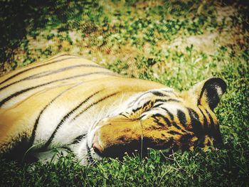 Close-up of zebra lying on field